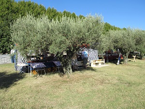 Les barnums sous les oliviers - 55 ko